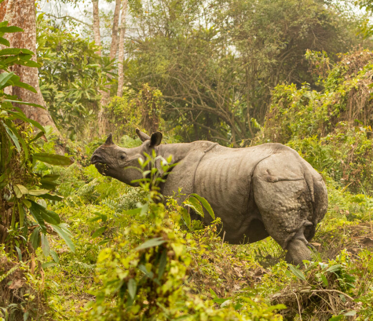 Kaziranga